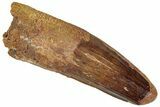 Fossil Spinosaurus Tooth - Feeding Worn Tip #296560-1